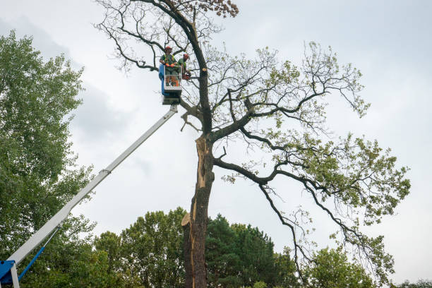 Best Arborist Consultation Services  in USA